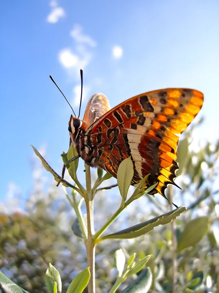 Butterfly on top — Stock Photo, Image
