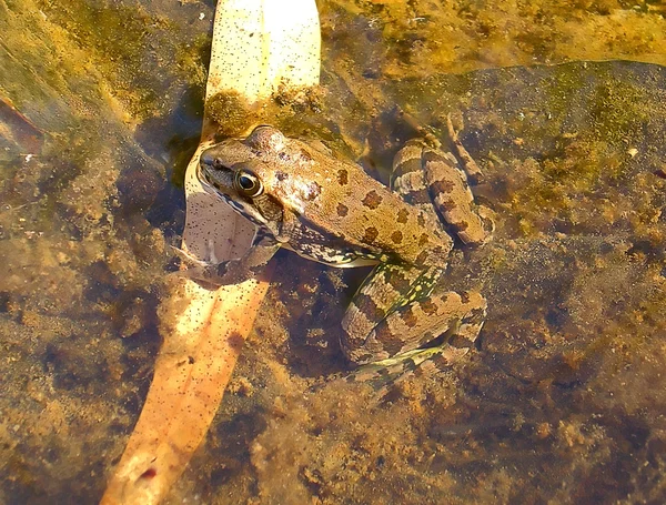 Лягушка на воде — стоковое фото