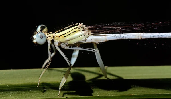 Damselfly insect — Stock Photo, Image