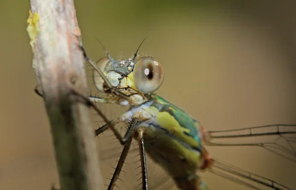 Close up on bug — Stok fotoğraf