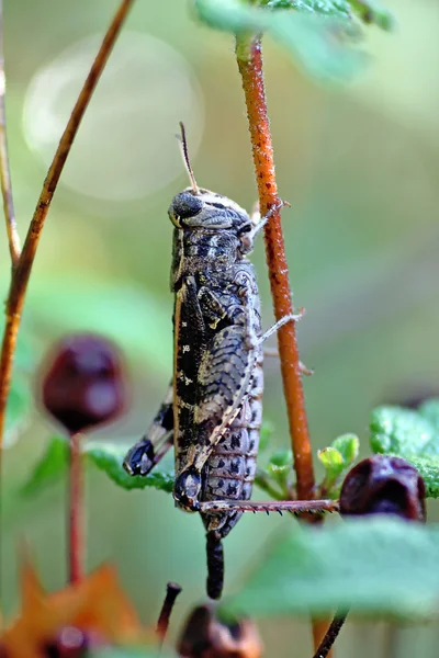 Grasshoper πάνω στο φυτό — Φωτογραφία Αρχείου