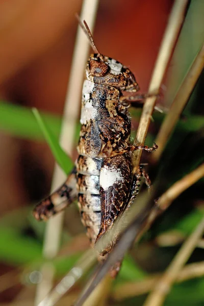 Grasshoper on the plant — Stock Photo, Image