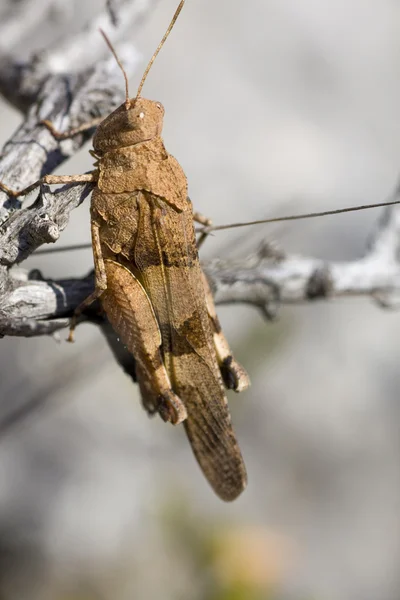 브라운 메뚜기 — 스톡 사진