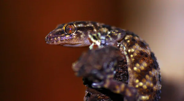 Nacht gecko — Stockfoto