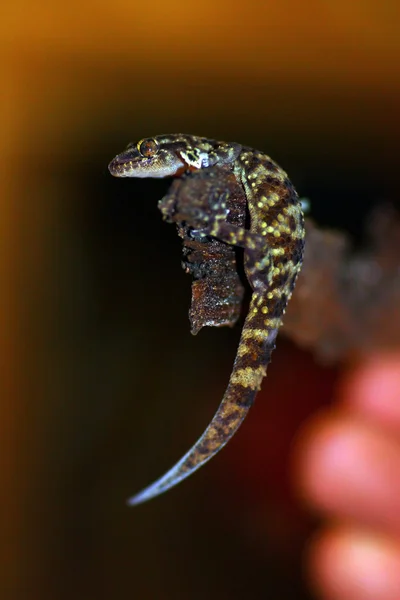 Gecko at night — Stock Photo, Image