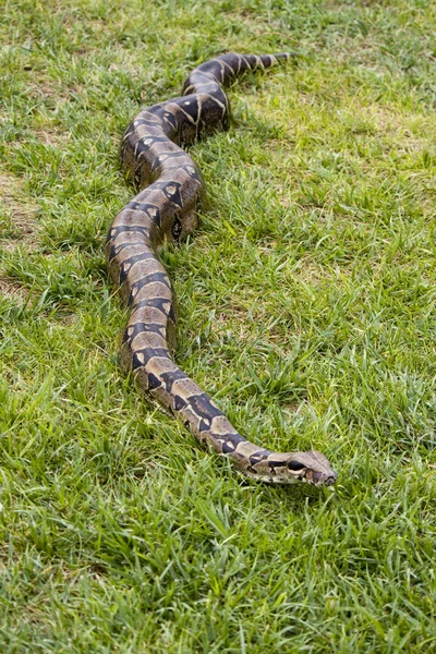 stock image Boa on the grass