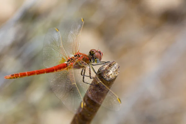 红蜻蜓 — 图库照片