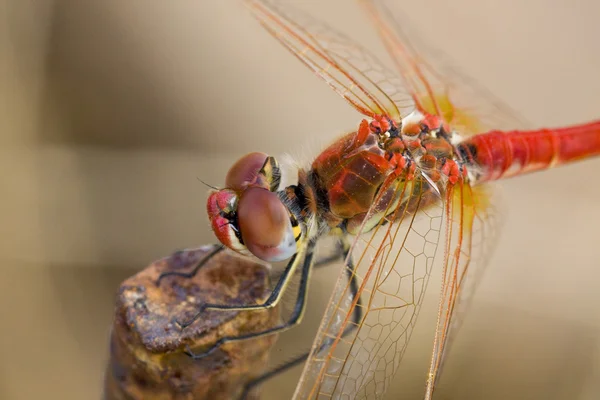 Kırmızı yusufçuk — Stok fotoğraf
