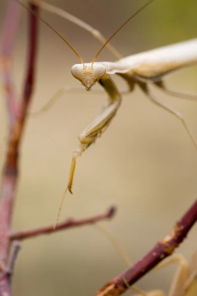 Yellow praying mantis — Stock Photo, Image