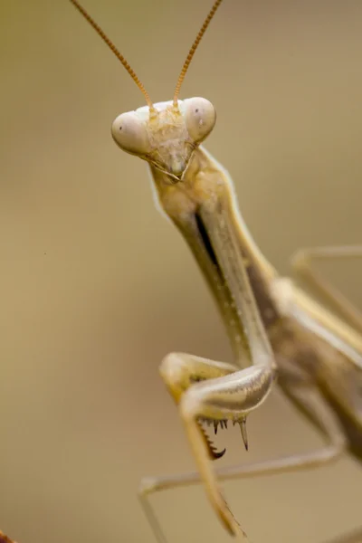 Mantis religiosa amarilla — Foto de Stock