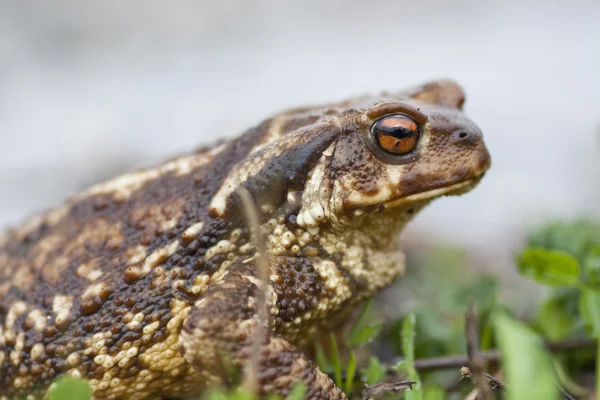 Common Toad — Stock Photo, Image