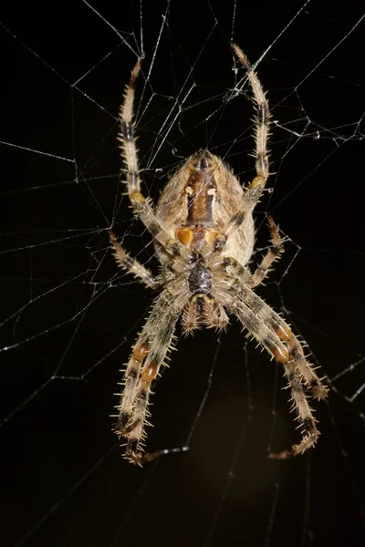 Spider in the web — Stock Photo, Image