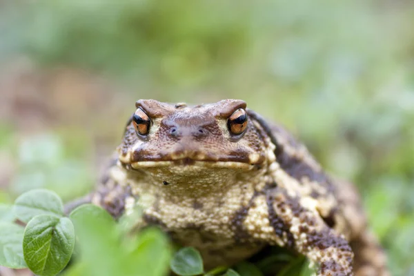 Common Toad — Stock Photo, Image