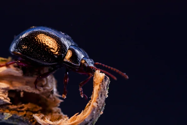 Escarabajo del estiércol — Foto de Stock