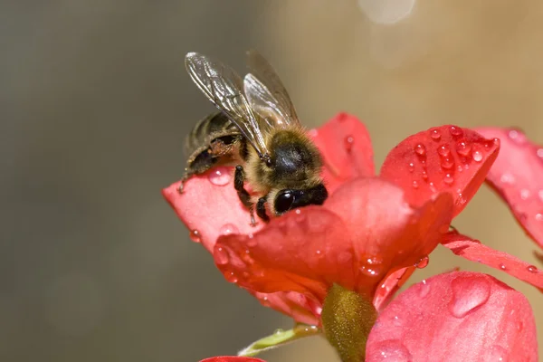 Μέλισσα δοκιμάζοντας τη γύρη — Φωτογραφία Αρχείου