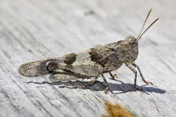 Small gray grasshopper — Stock Photo, Image