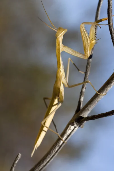 Mantis religiosa amarilla — Foto de Stock