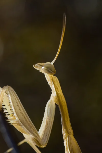 螳螂菩提树 — 图库照片