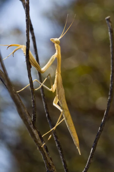 黄色螳螂菩提树 — 图库照片