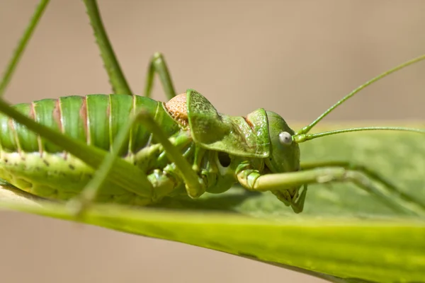 Gröna bush-cricket — Stockfoto