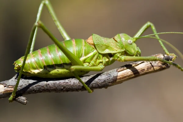 Yeşil çalı-kriket — Stok fotoğraf