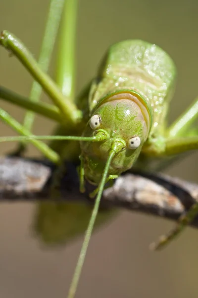 Gröna bush-cricket — Stockfoto