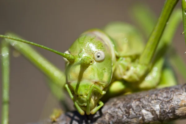 Green bush-cricket — Stock Photo, Image