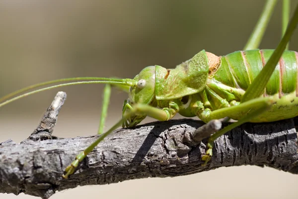 Green bush-cricket — Stock Photo, Image