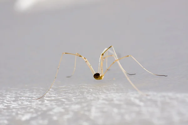 Harvestman spider — Stock Photo, Image