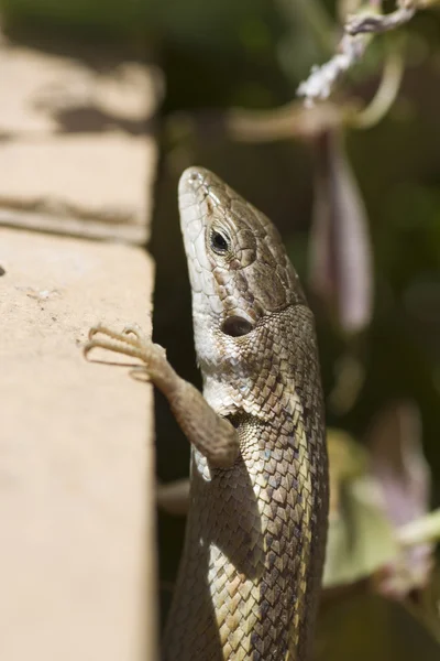 stock image Iberian wall lizard