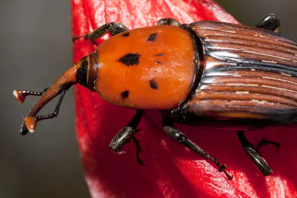 Red palm weevil — Stock fotografie