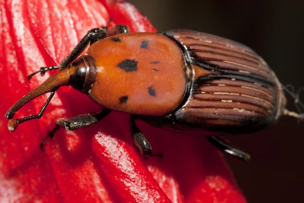 Red palm weevil — Stock fotografie