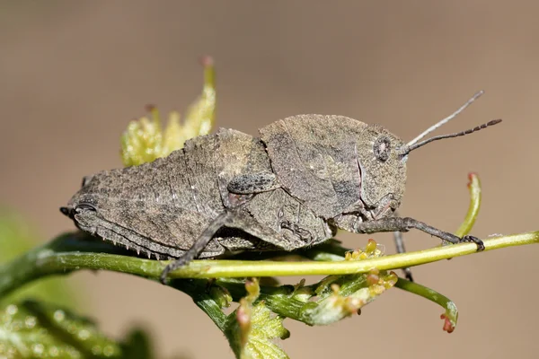 Gray grasshopper — Stock Photo, Image