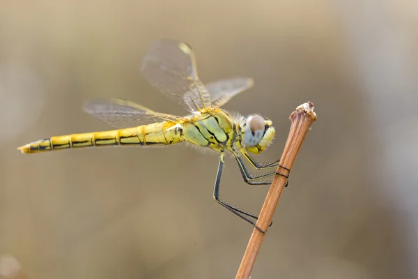Yellow dragon fly — Stock Photo, Image