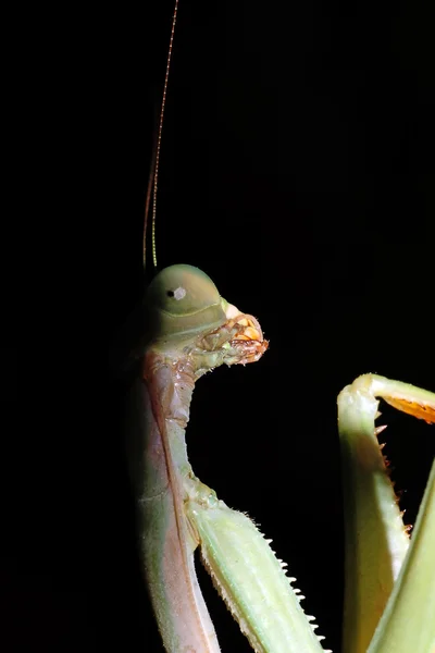 Mantis religiosa — Stock Photo, Image