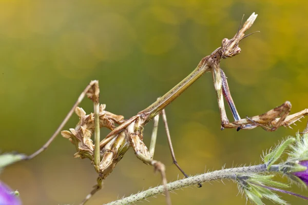 kadın empusa pennata