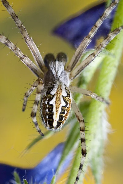 Spider makro — Stockfoto