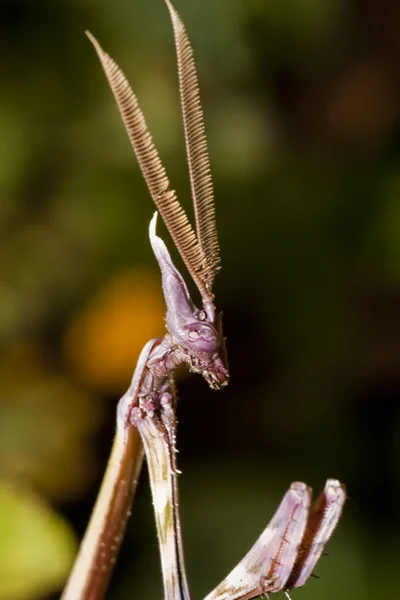 Männchen der Empusa pennata — Stockfoto
