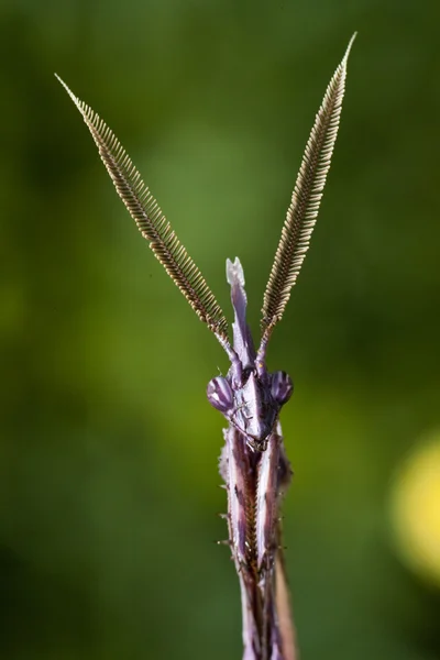 Männchen der Empusa pennata — Stockfoto