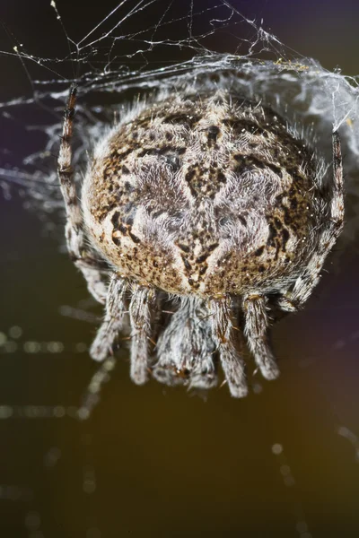 Spider macro — Stock Photo, Image