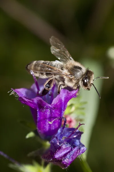 蜂の飼料 — ストック写真