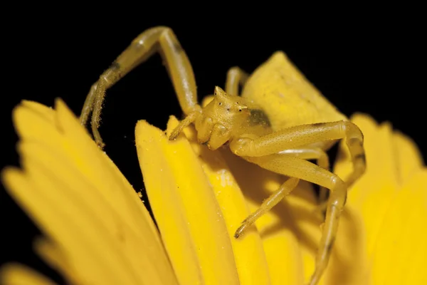 Rák sárga pók — Stock Fotó