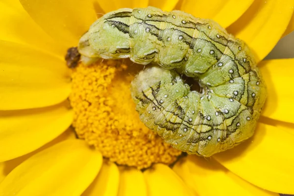 Coiled caterpillar — Stock Photo, Image
