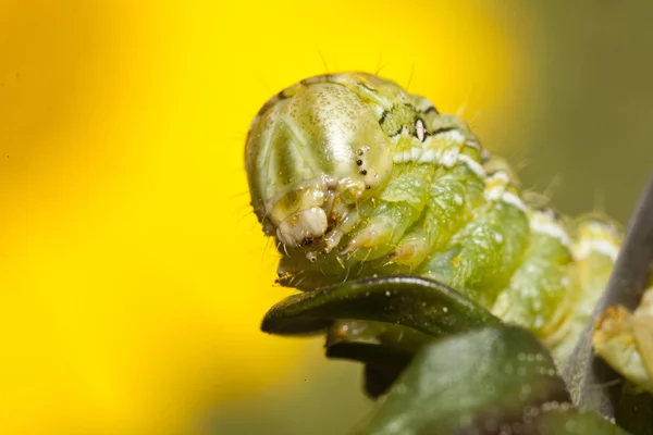 Зеленая гусеница — стоковое фото