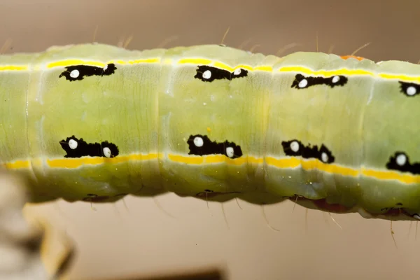 Зеленая гусеница — стоковое фото