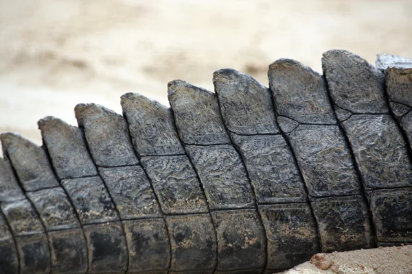 Ogon krokodyla — Zdjęcie stockowe