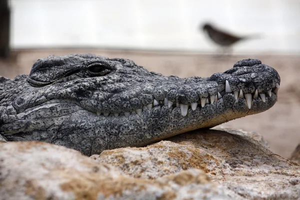 Crocodilo preguiçoso — Fotografia de Stock