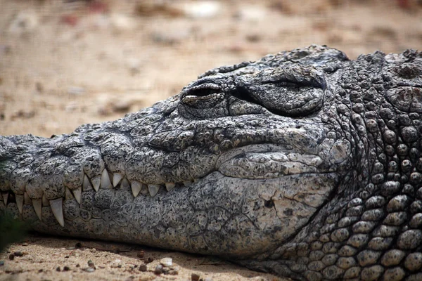 Ледачий croc — стокове фото