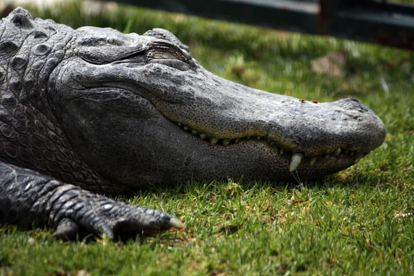 Ленивый крокодил — стоковое фото
