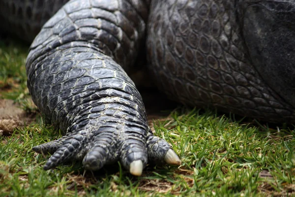Крокодил кіготь — стокове фото